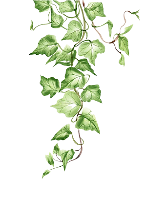 leaf-image